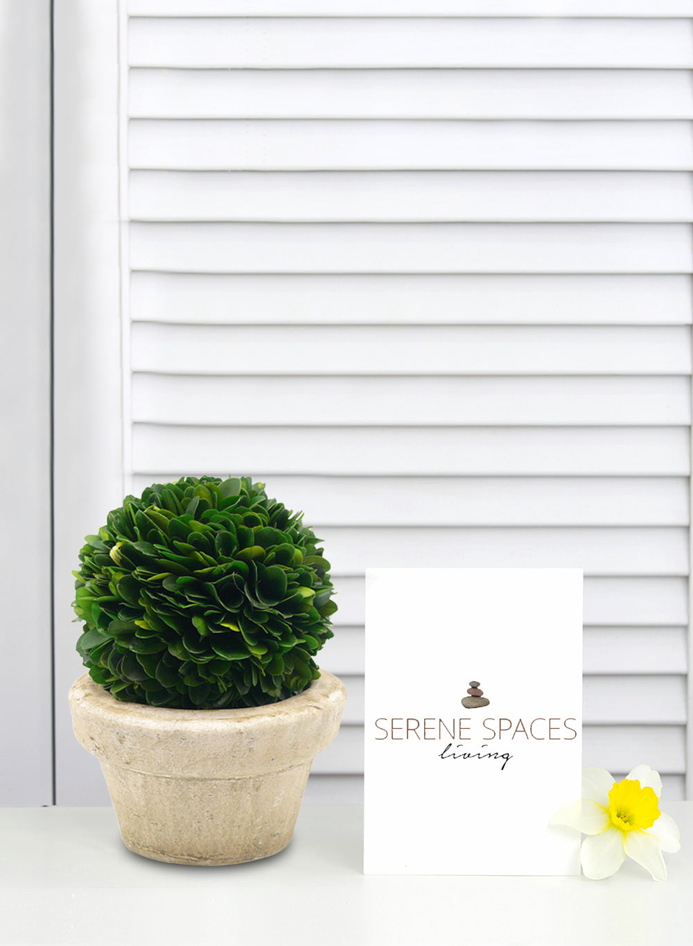 Preserved Boxwood Ball in a Pot, in 3 Sizes