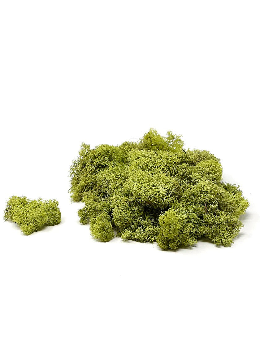 Preserved Reindeer Moss, 8 Ounce Bag
