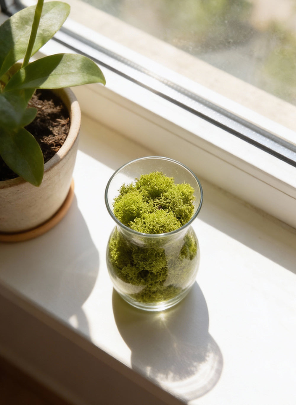 Preserved Reindeer Moss, 8 Ounce Bag