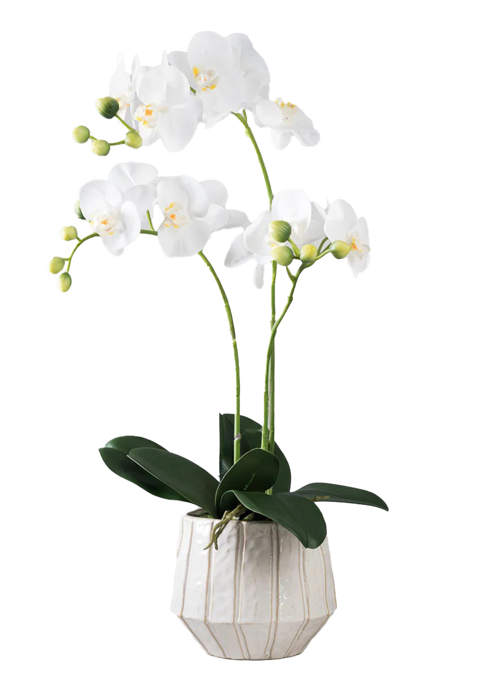 White Phalaenopsis Orchid in Ceramic Pot, 7" Diameter & 25.5" Tall