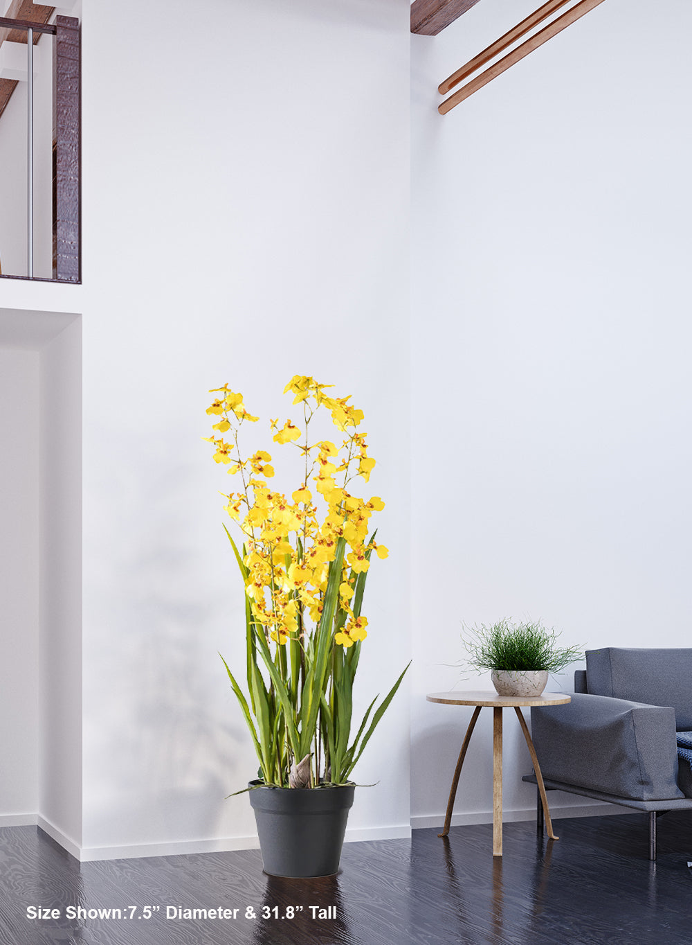 Yellow Orchid Plant in Black Pot, 7.5" Diameter & 31.8" Tall