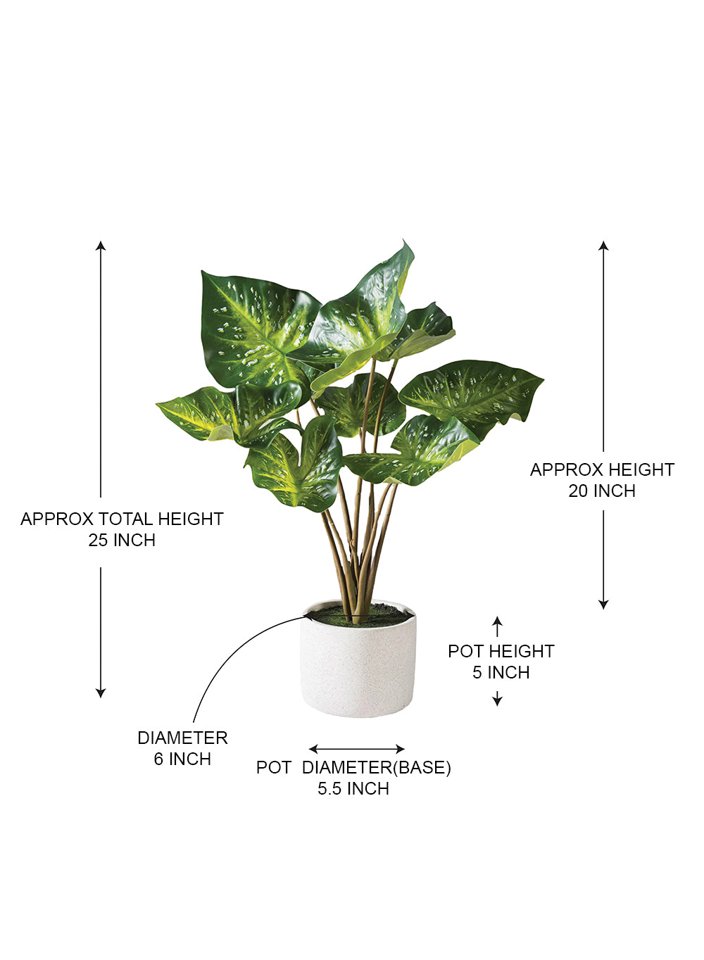 Calathea Plant in White Ceramic Planter, 6" Diameter & 25" Tall