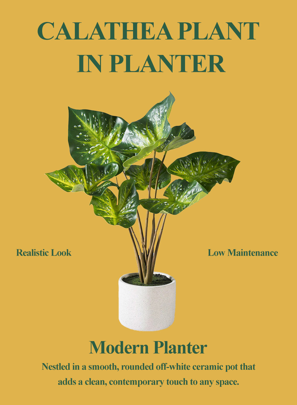 Calathea Plant in White Ceramic Planter, 6" Diameter & 25" Tall