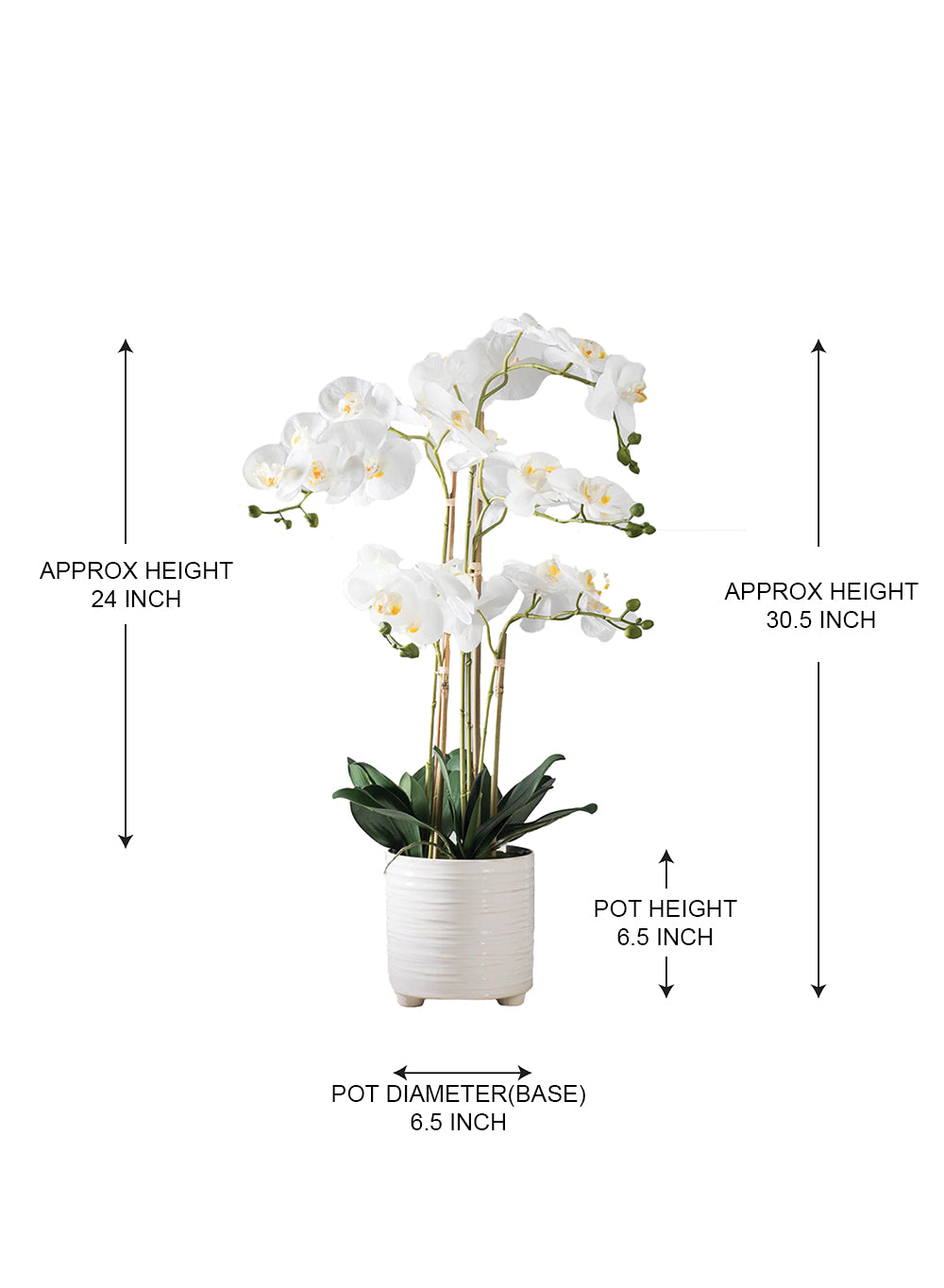 5-Stem Blooming Orchid in Ribbed Ceramic Pot, 6.5" Diameter & 30.5" Tall