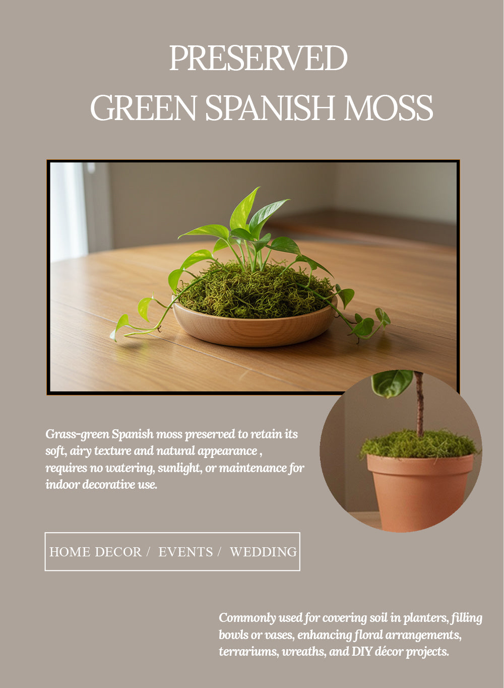 Preserved Spanish Moss, 8 Ounce Bag