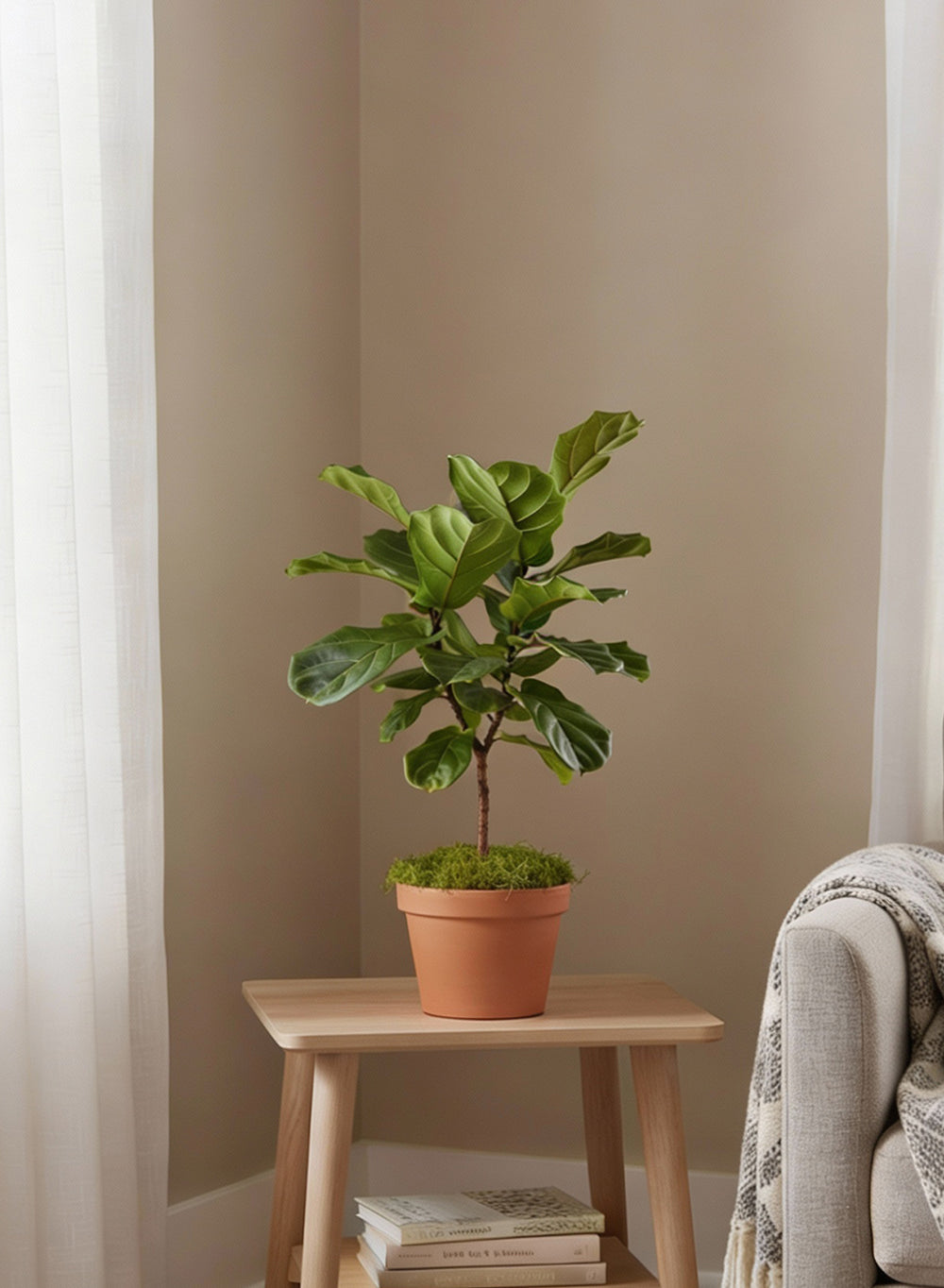 Preserved Spanish Moss, 8 Ounce Bag