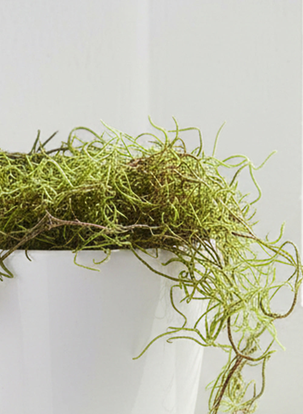 Preserved Spanish Moss, 8 Ounce Bag