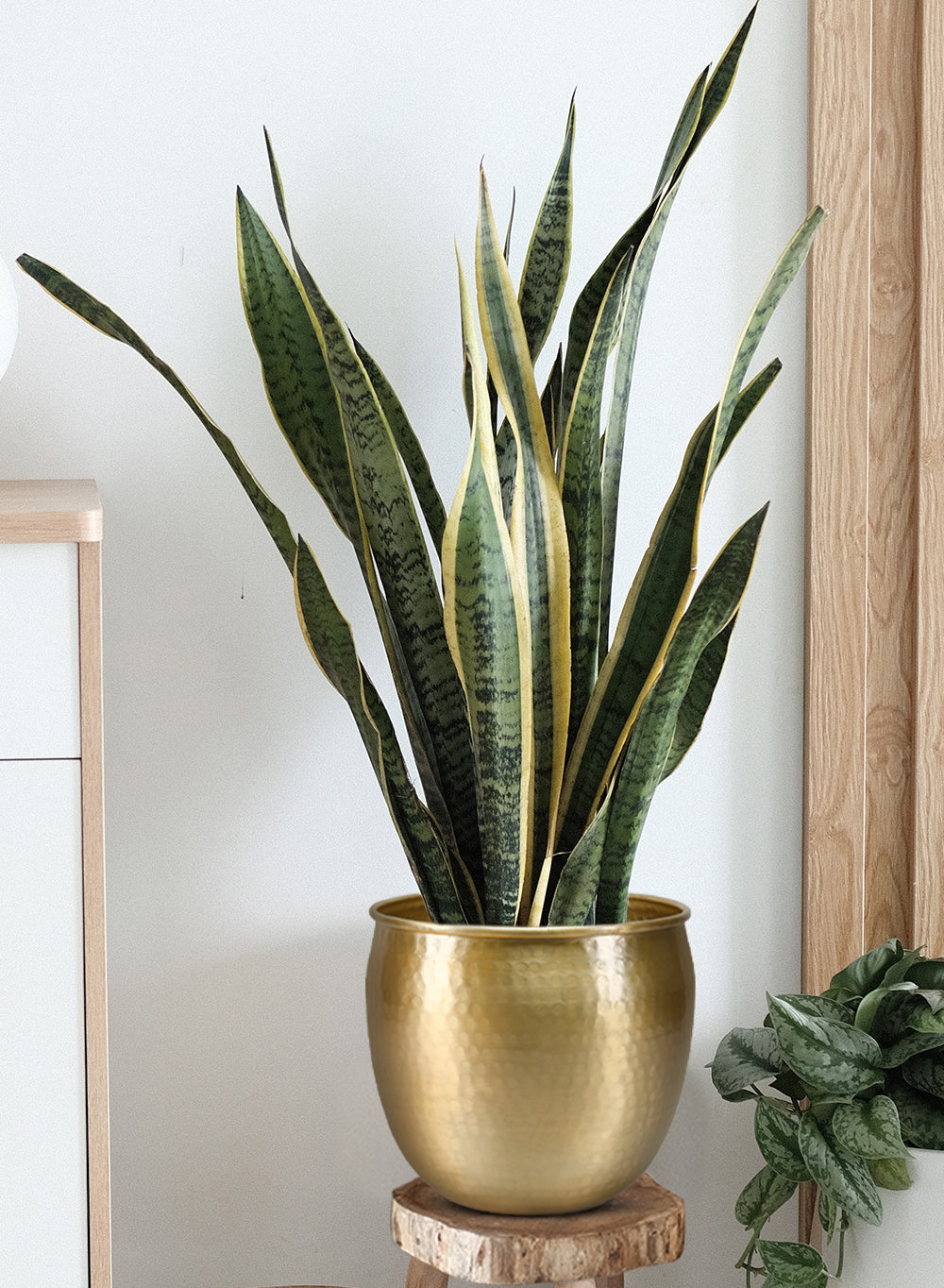 Gold Vintage Aluminum Cachepot Collection