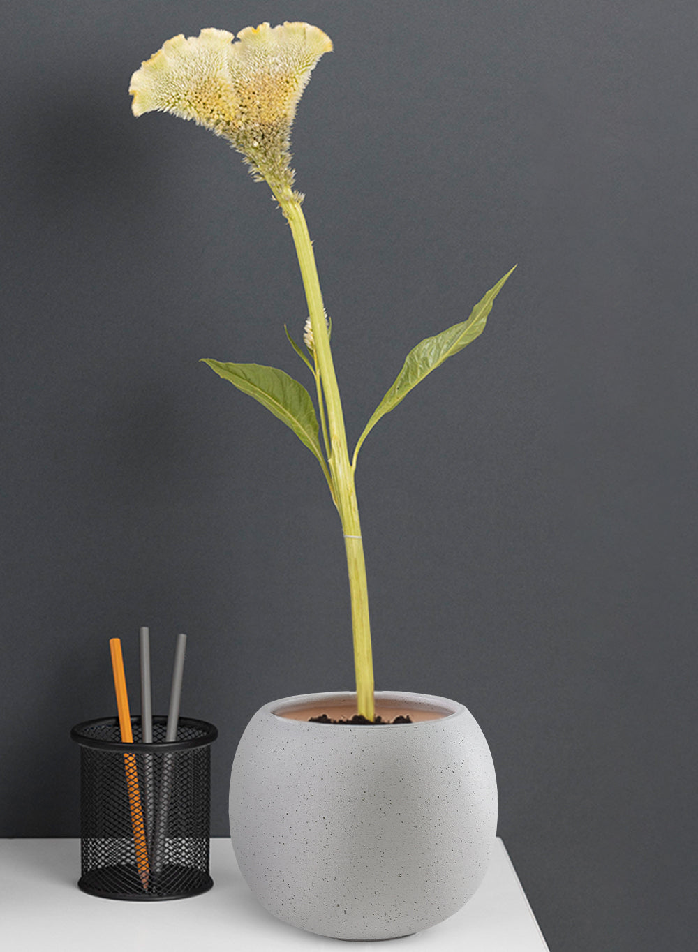 Noor Speckled Ceramic Fishbowl Planter, 4.8" Diameter & 4" Tall