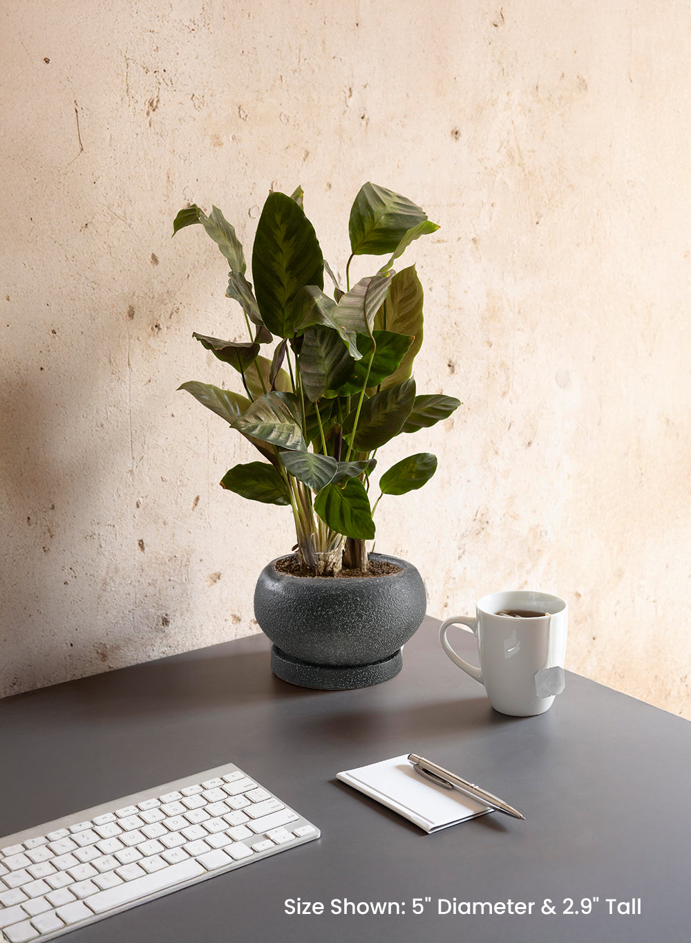 Kuro Ceramic Low Planter with Saucer, 5" Diameter & 2.9" Tall