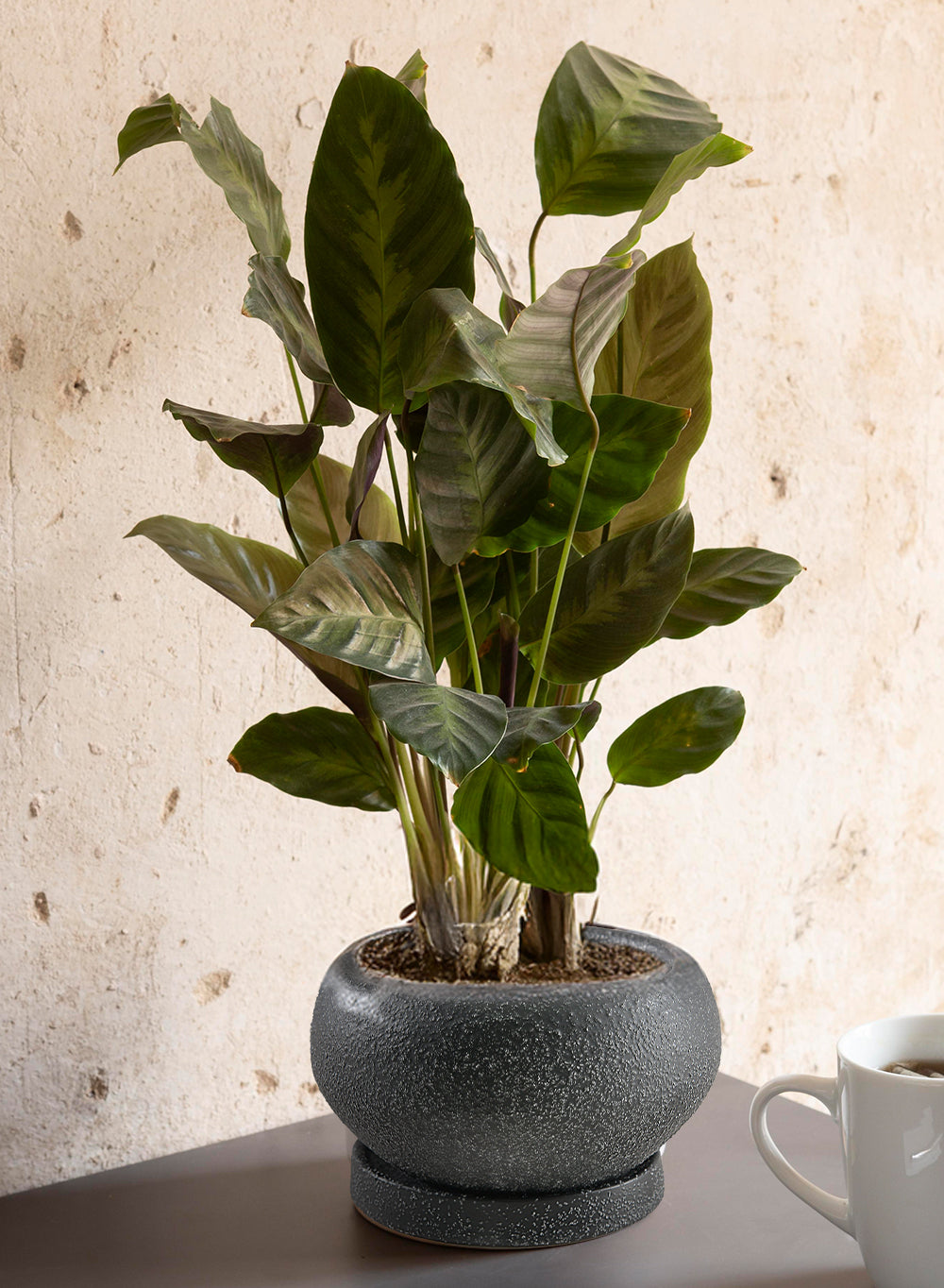 Kuro Ceramic Low Planter with Saucer, 5" Diameter & 2.9" Tall