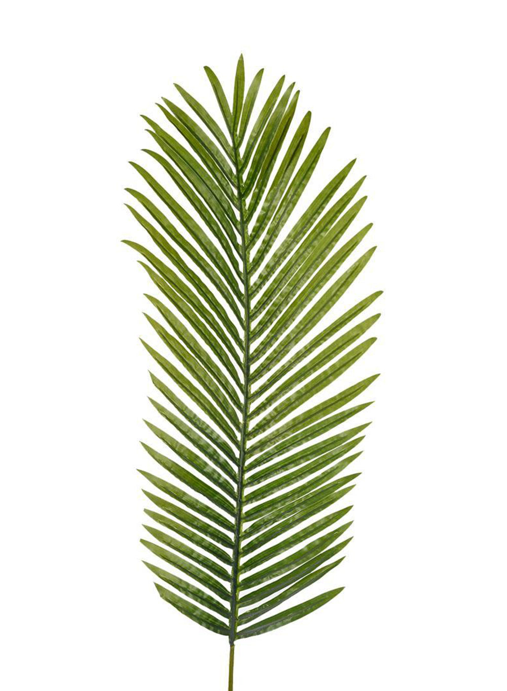 palm plant real Large Decorative Areca Palm Leaf