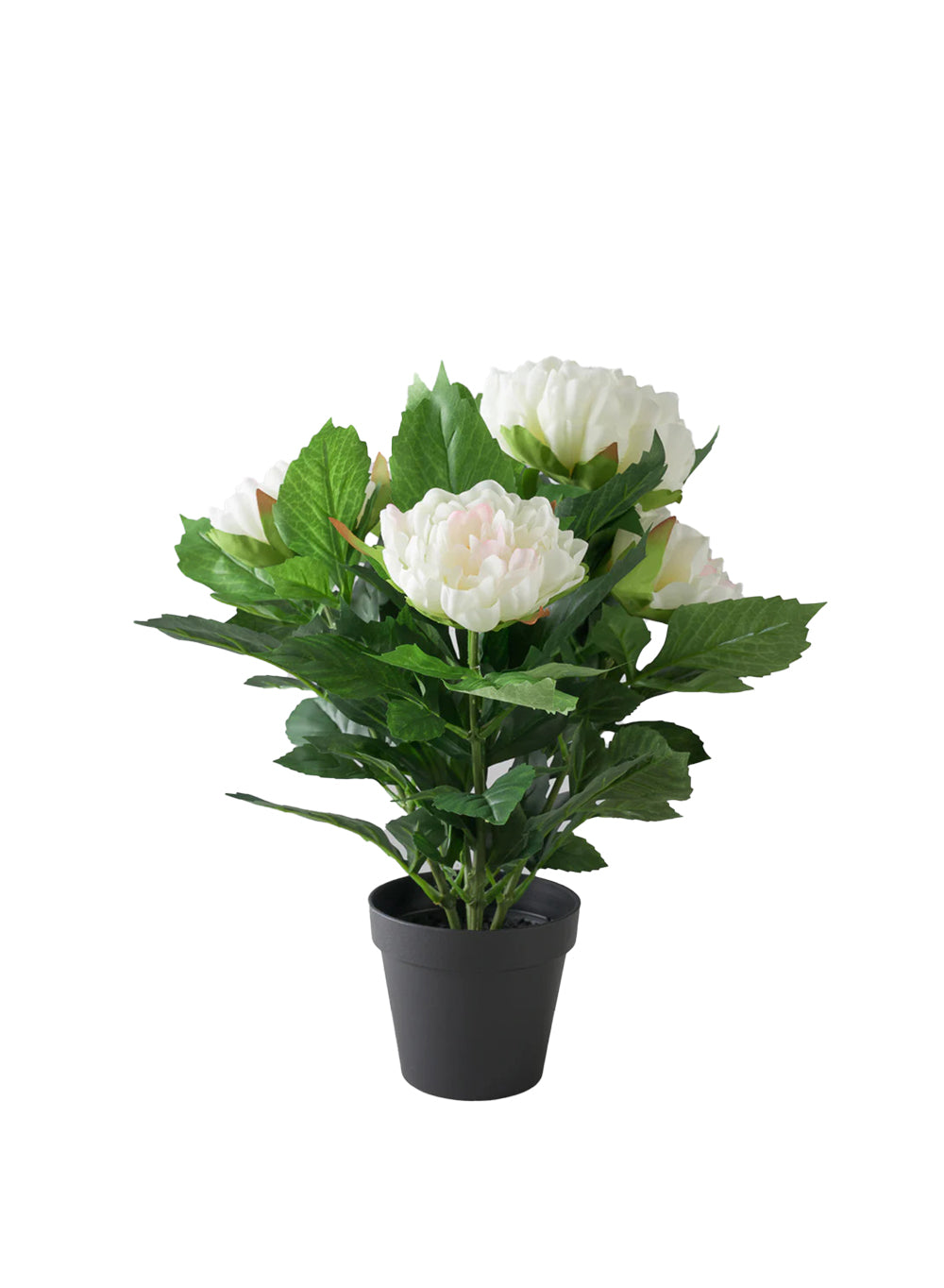 Artificial White Peony Potted Plant, 5" Diameter & 19.5" Tall
