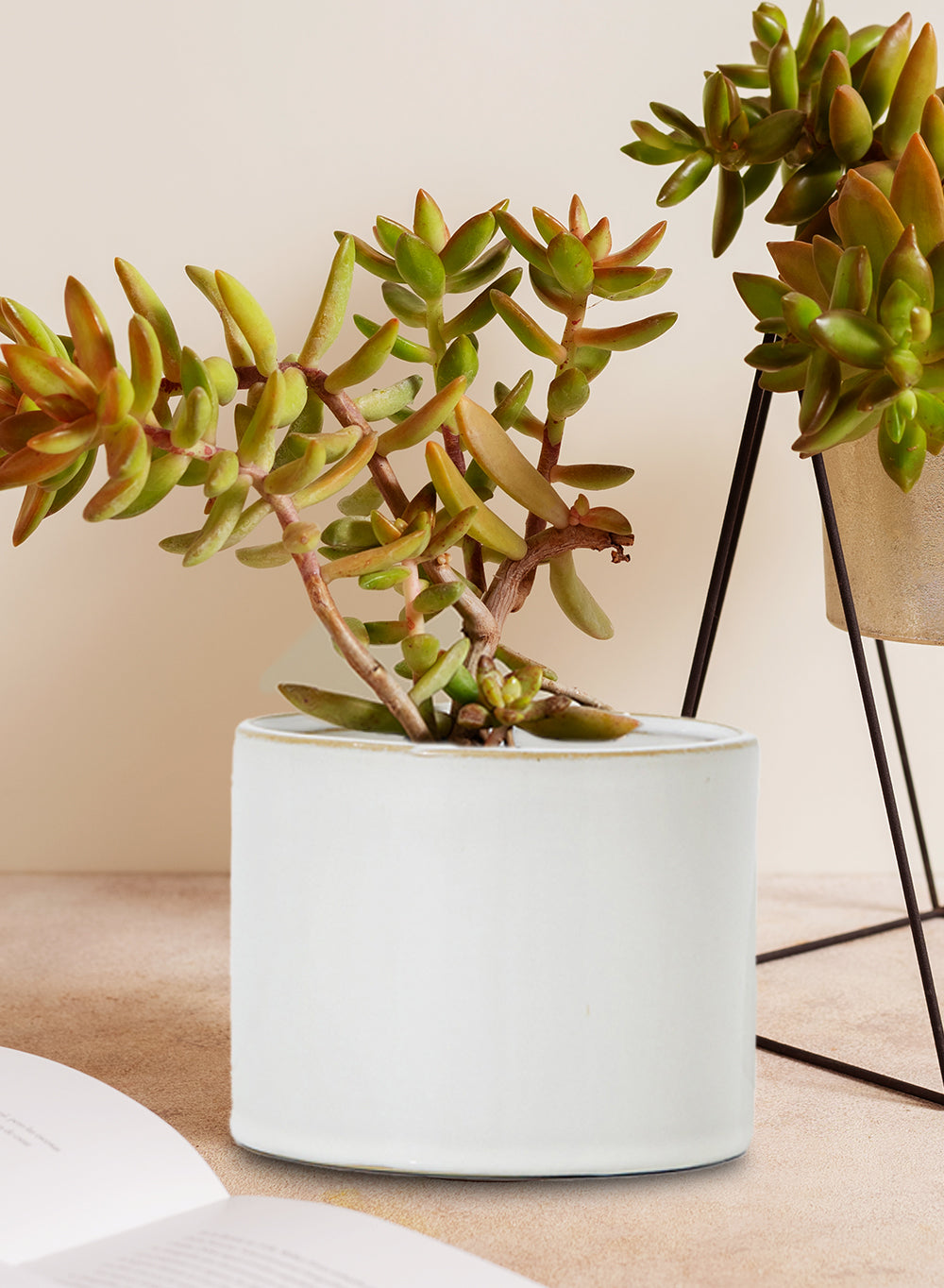 white glazed plant pots White Glazed Ceramic Pot with Gold Rim Collection