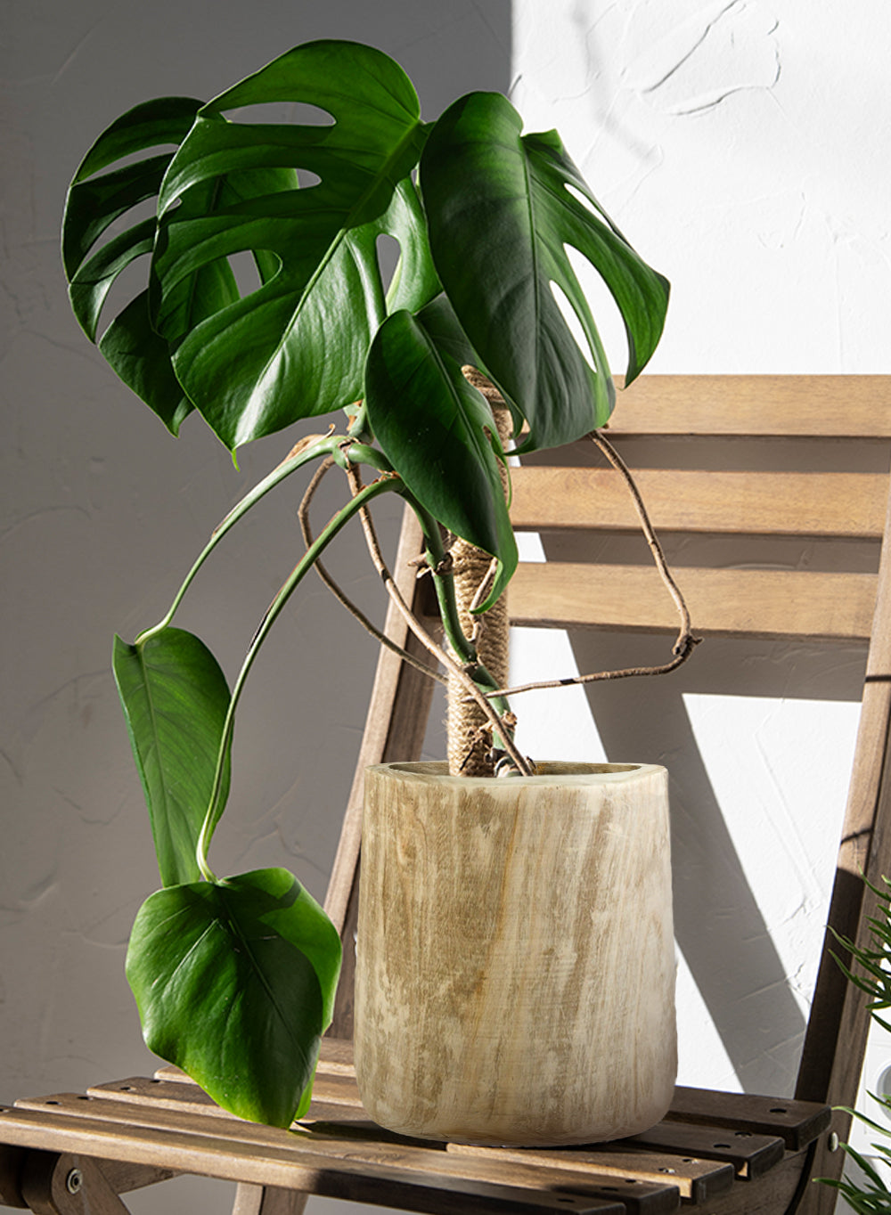 15.5" Rounded Paulownia Wood Cachepot