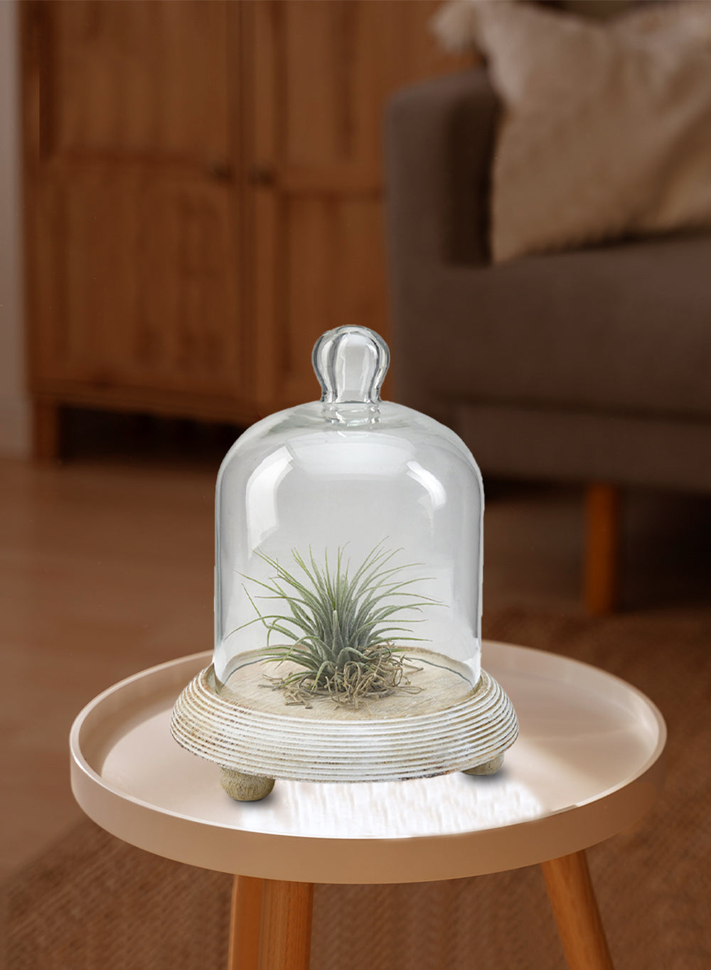 glass cloche plant terrarium Serene Spaces Living Glass Terrarium Set of 6, 9.25" H x 8" W x 8" D