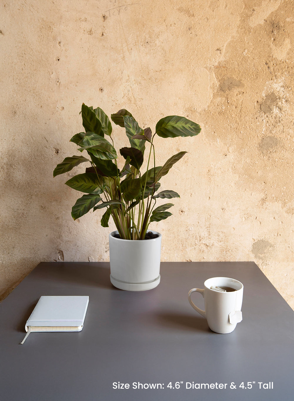 Noor Ceramic Planter with Saucer, 4.6" Diameter & 4.5" Tall