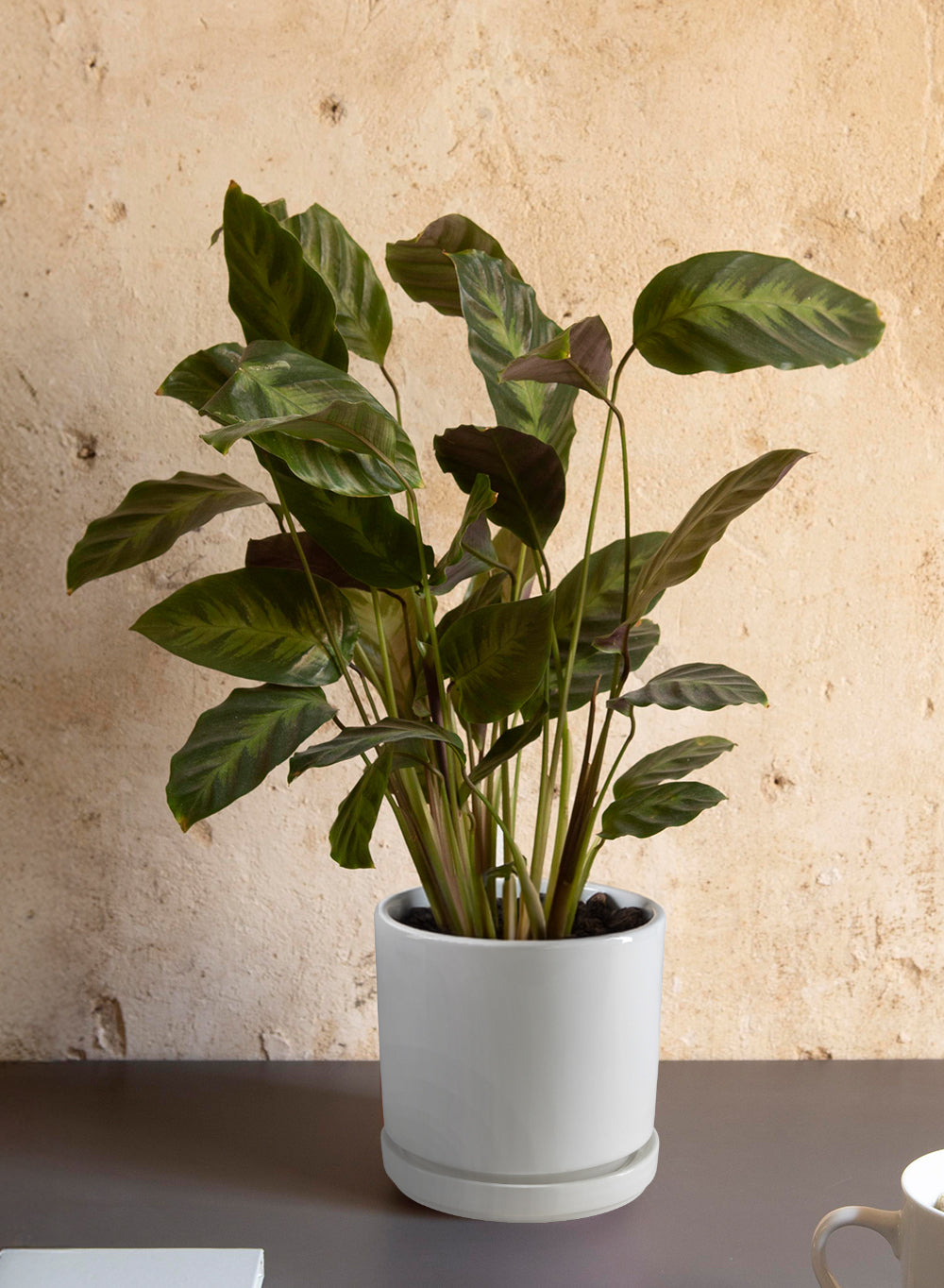 Noor Ceramic Planter with Saucer, 4.6" Diameter & 4.5" Tall