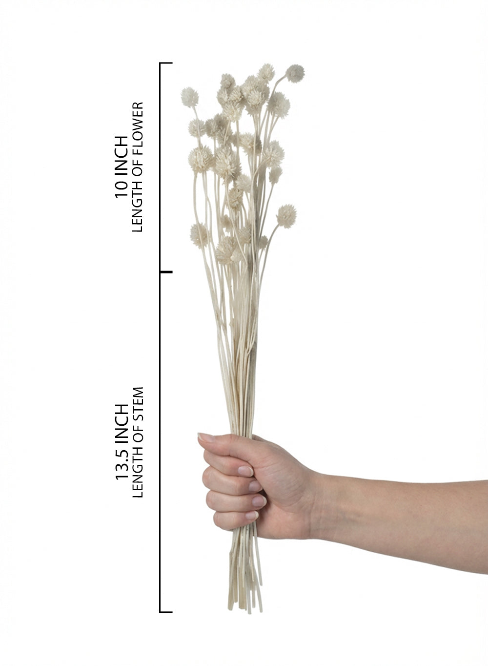 Natural Pom-Pom Dried Floral Stems, 23.5" Tall, Pack of 4