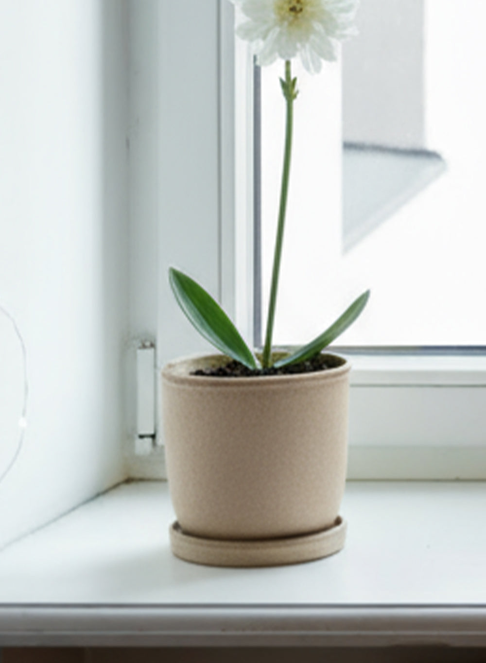 Ceramic Planter with Saucer, Available in 2 Sizes and Colors