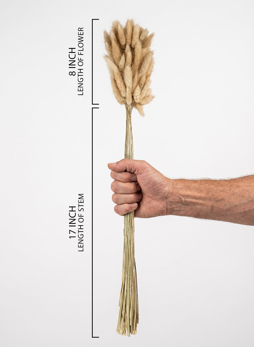 Natural Preserved Bunny Tail Grass Stems, 25" Tall, Pack of 6