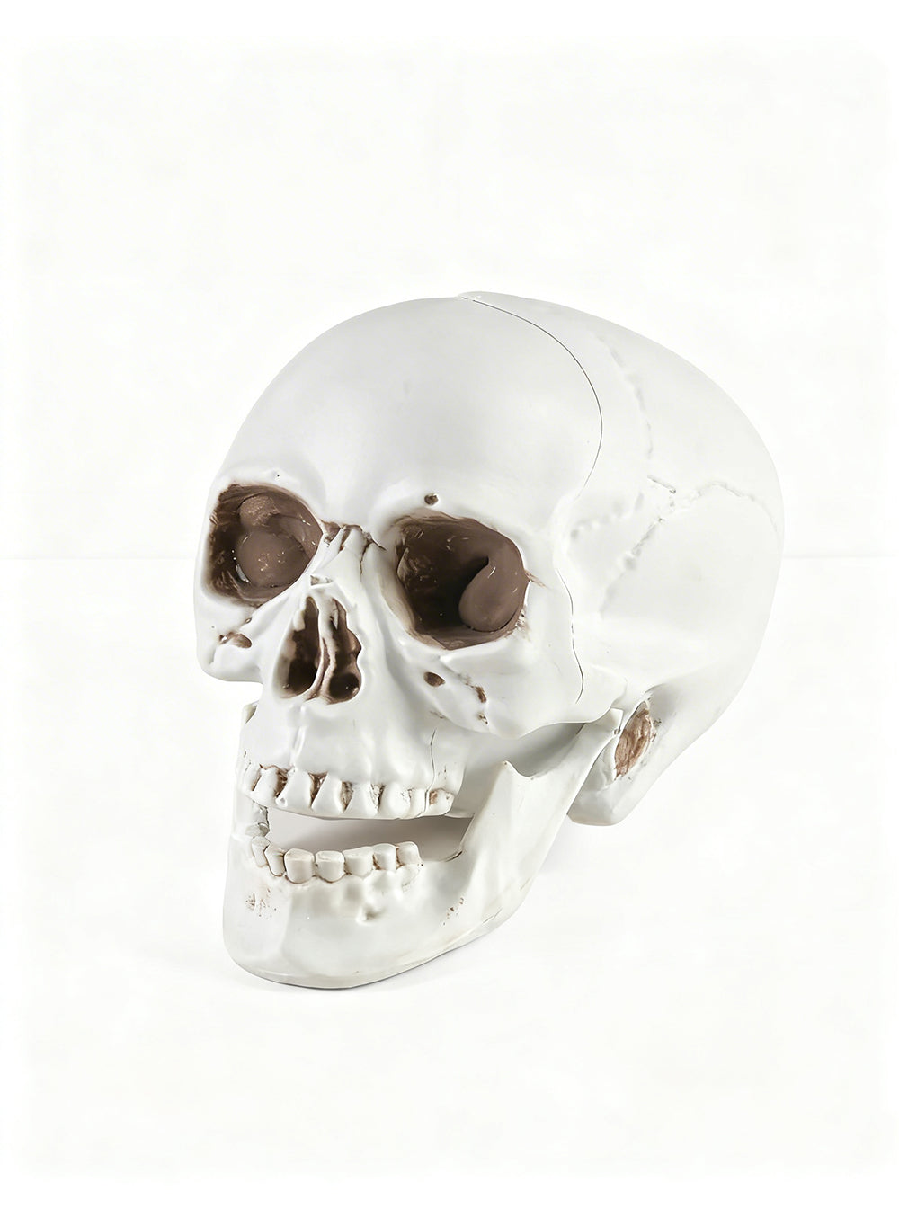 Lifelike Skull Décor Collection