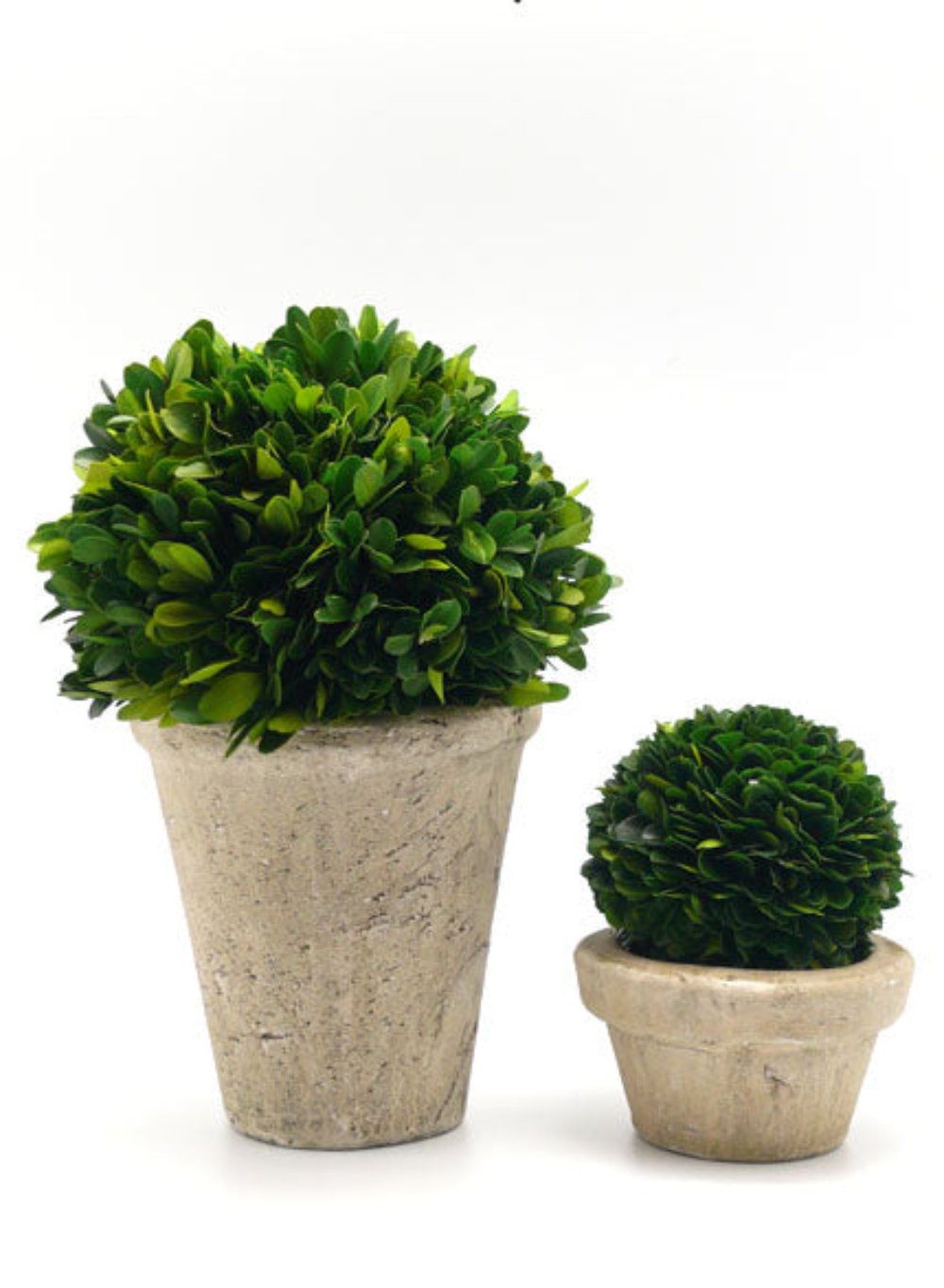 Preserved Boxwood Ball in a Pot, in 3 Sizes