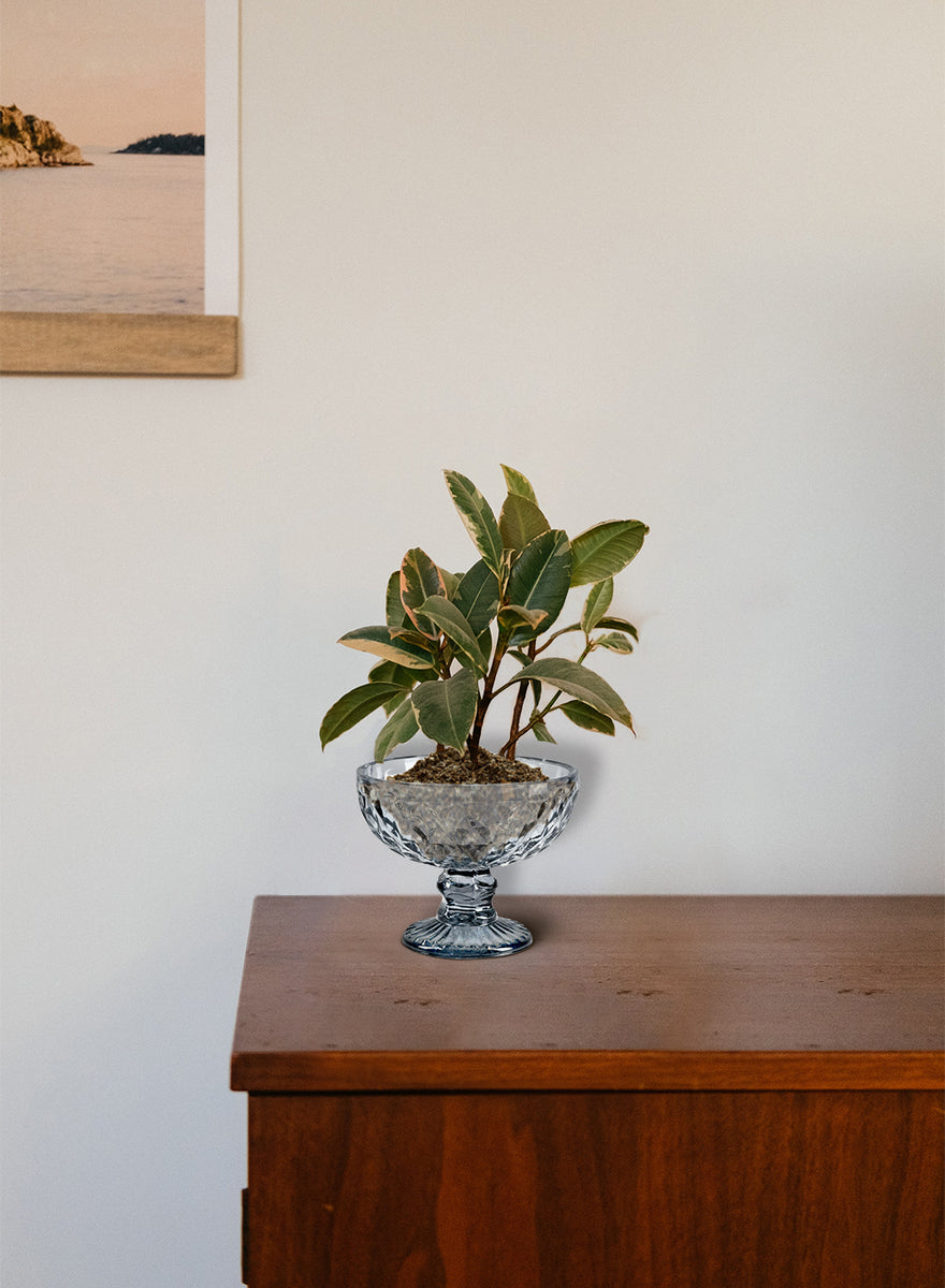 Glass Pedestal Bowl Vase Vases Serene Spaces Living