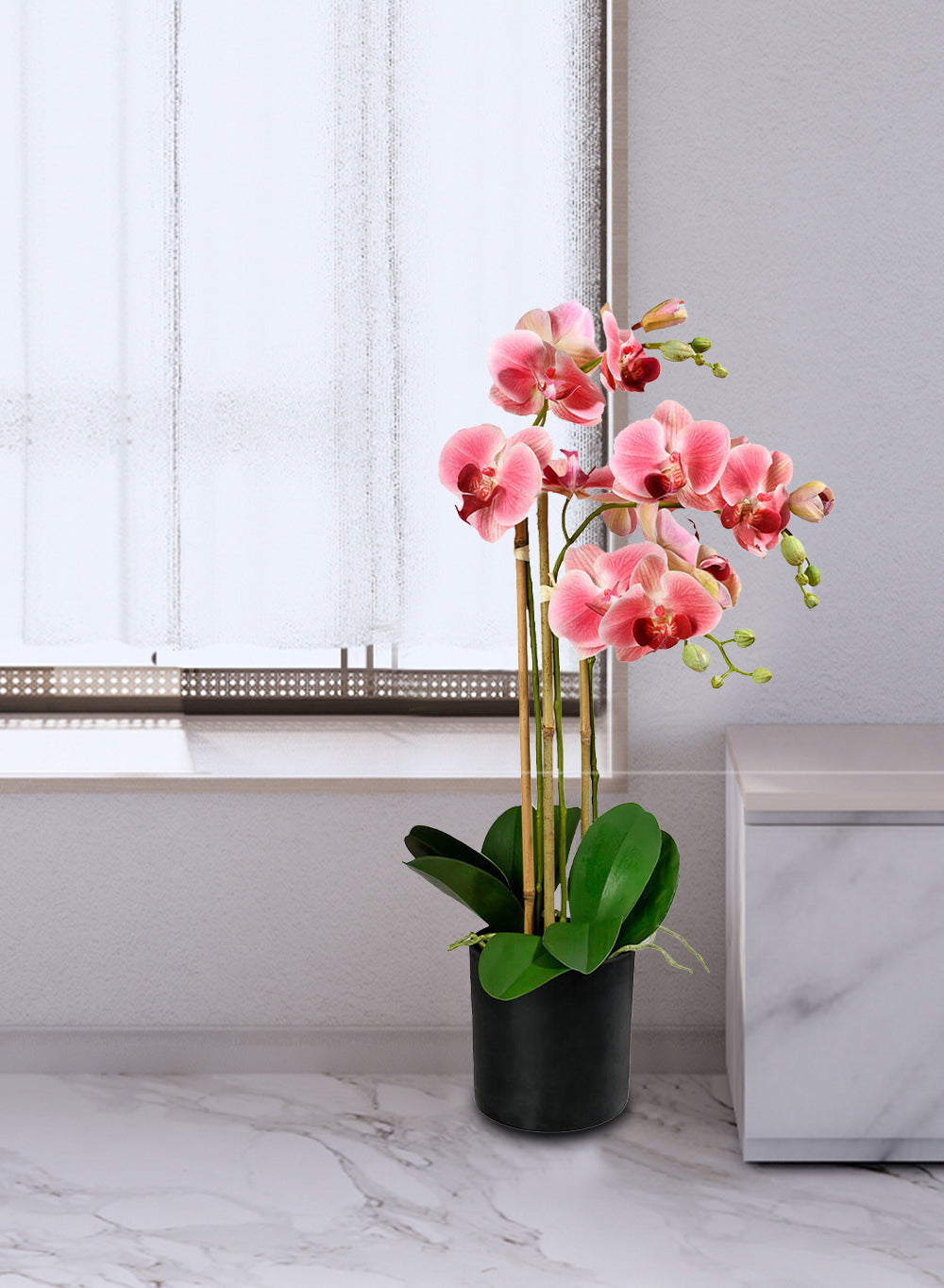 3 Phalaenopsis Orchids in Pot | Starting at White & Green