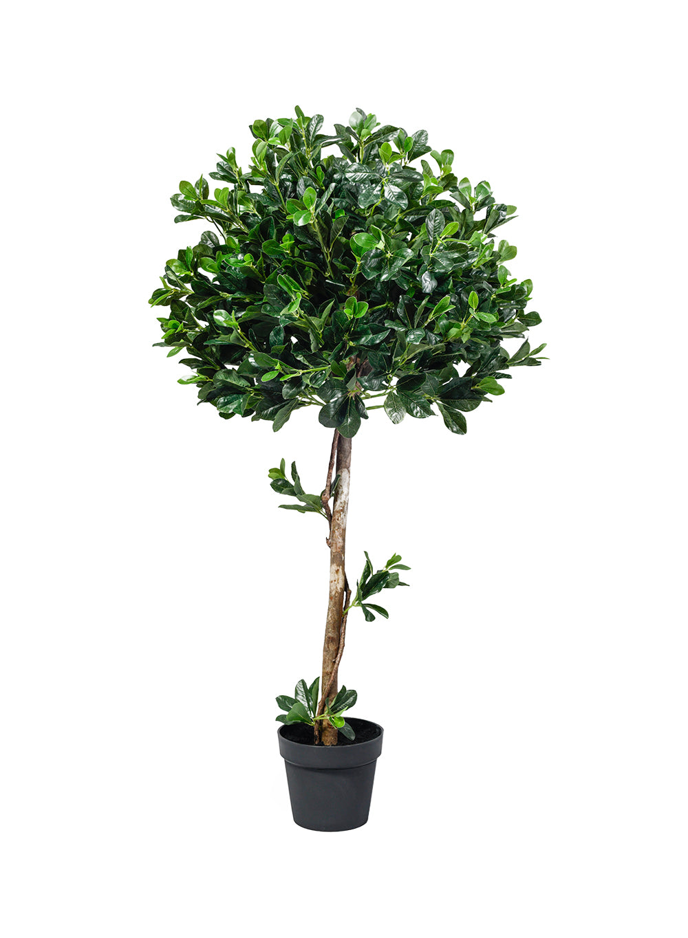 Artificial Wild Coffee Tree in Classic Black Pot, 25" Diameter & 51" Tall