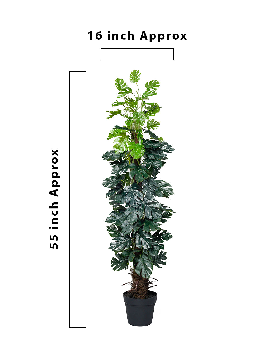 Faux Monstera Deliciosa Plant in Pot,16" Diameter & 55" Tall