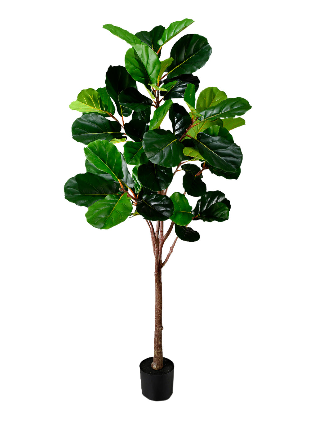 Artificial Fiddle Leaf Fig Plant in Black Pot, 30" Diameter & 71" Tall