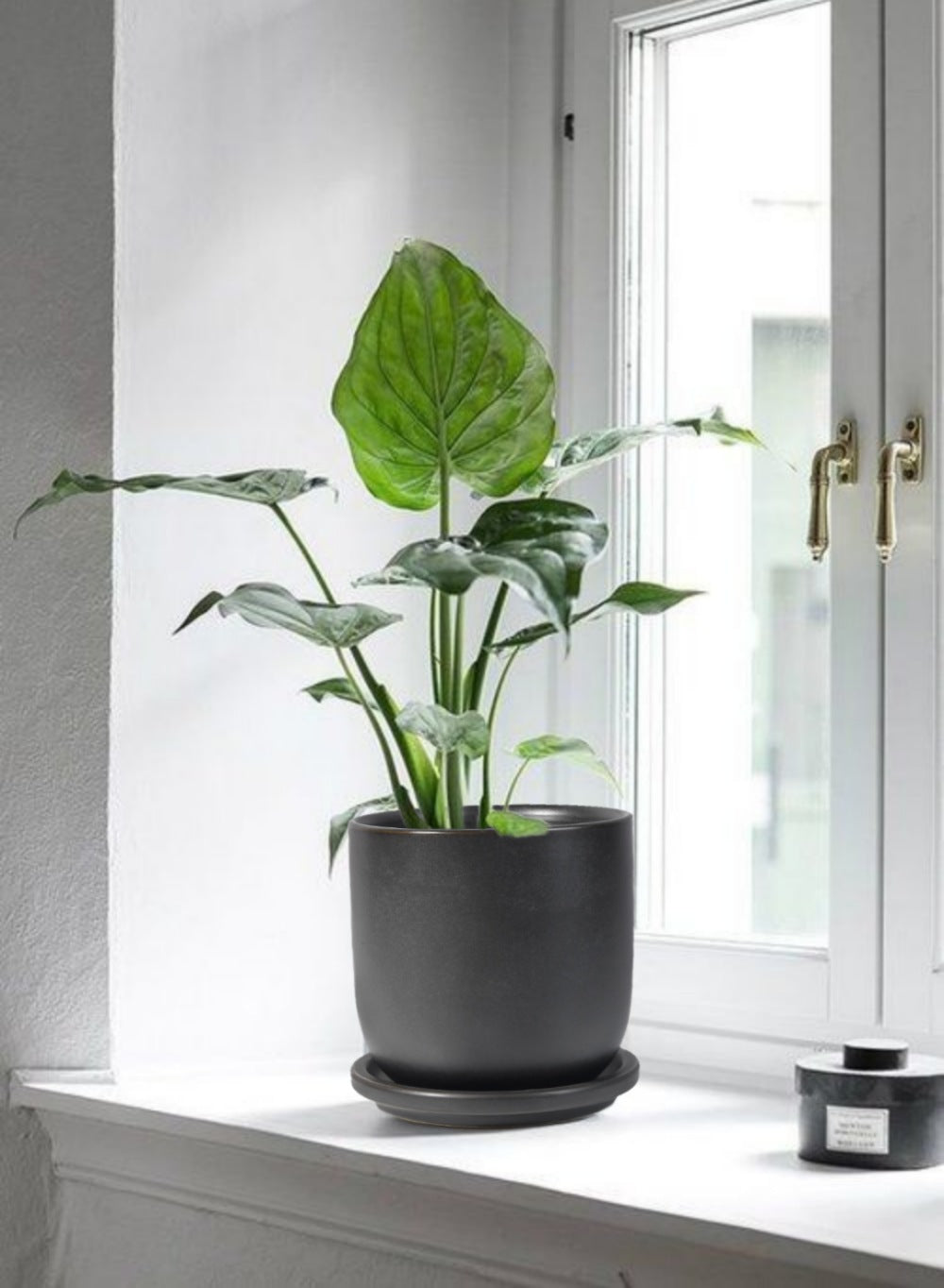 big ceramic pots for indoor plants Ceramic Pot with Saucer | Pot & Saucer | Serene Spaces Living Medium