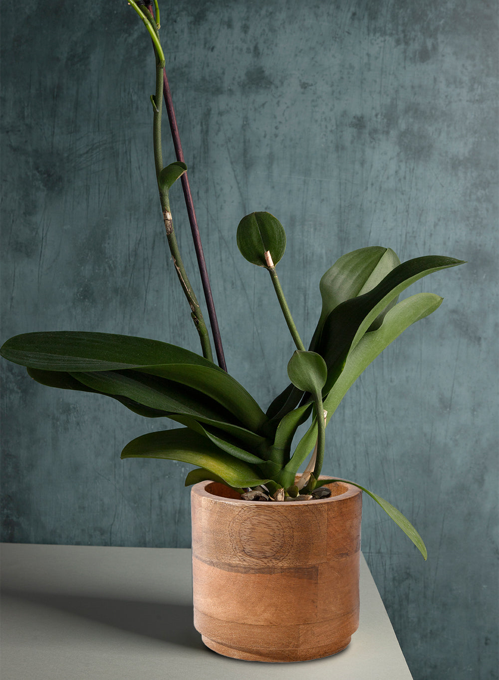 Mango Wood Cachepot, in 3 Sizes (B)