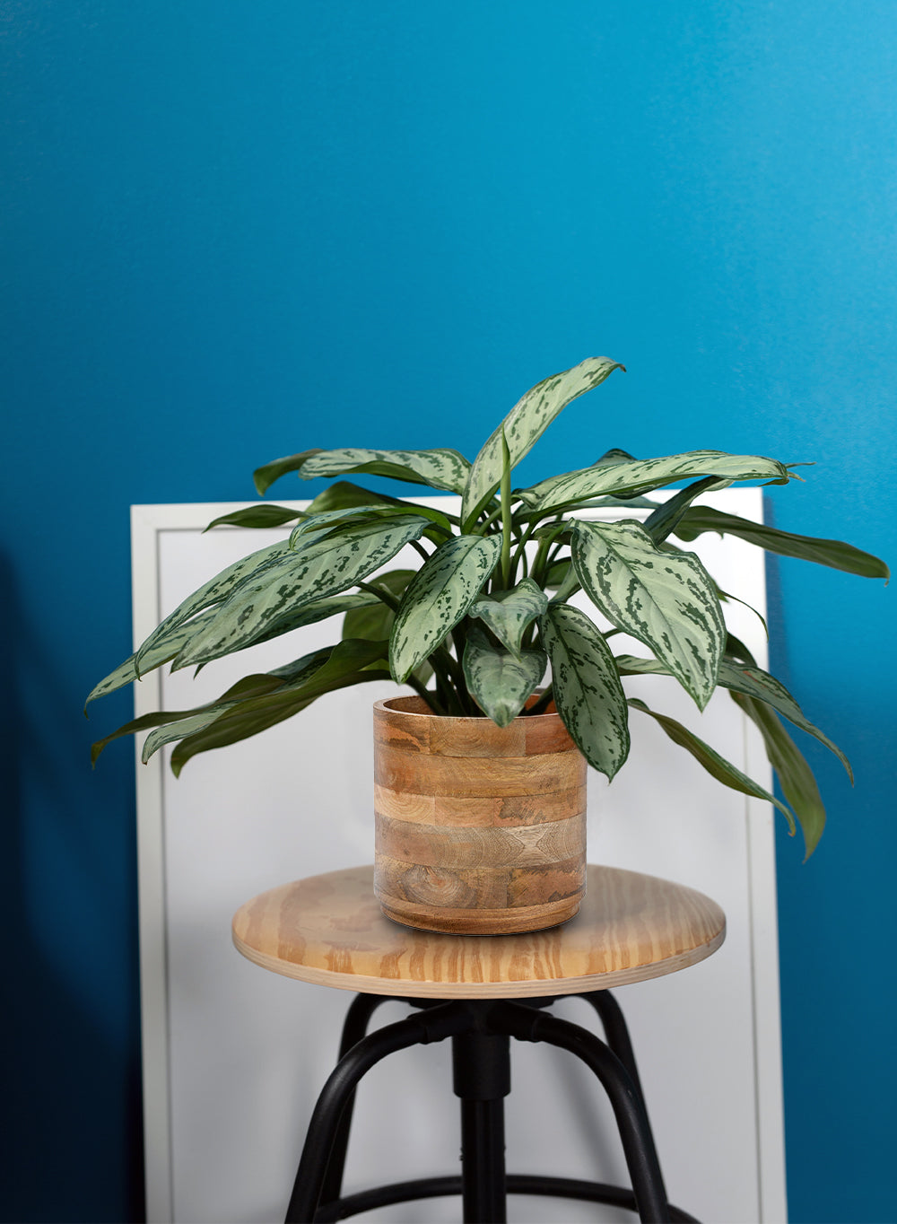 Mango Wood Cachepot, in 3 Sizes (B)