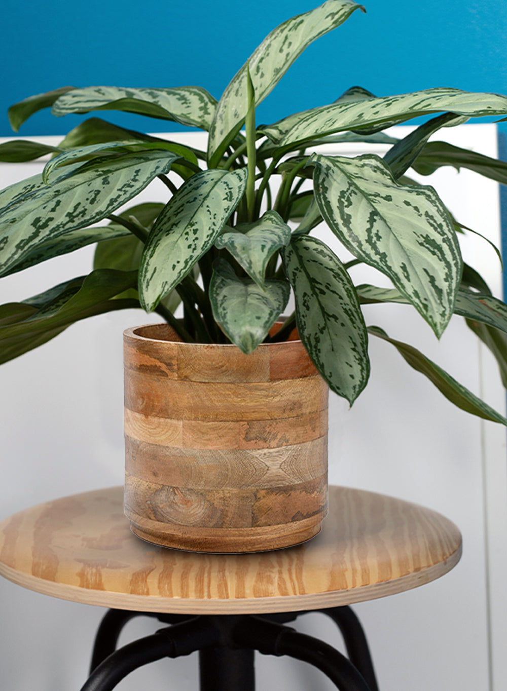Mango Wood Cachepot, in 3 Sizes (B)