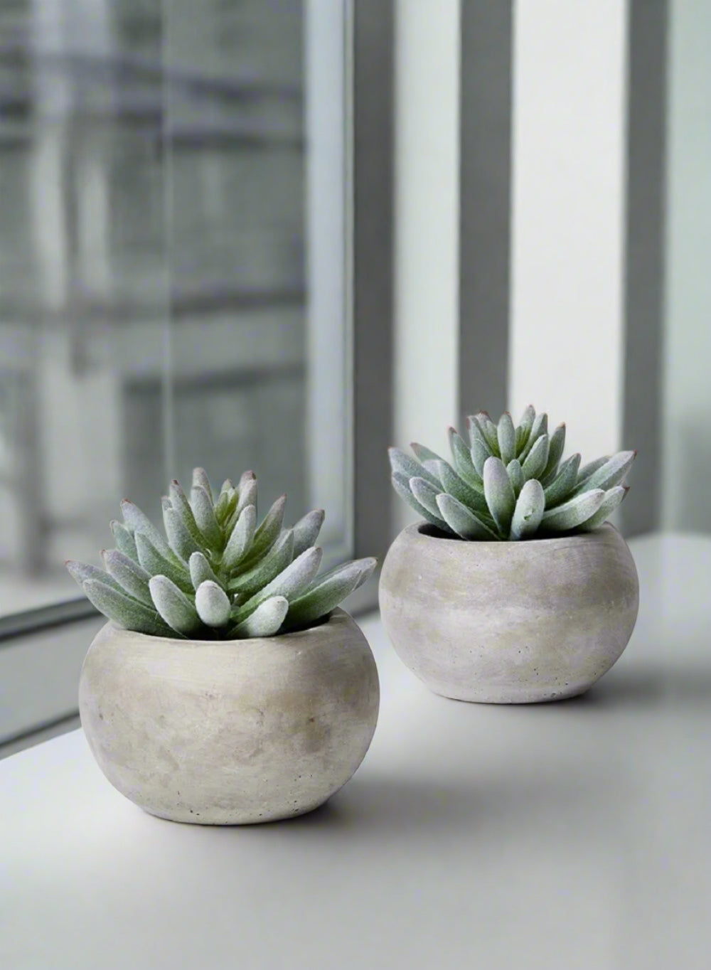 Finger Succulent In Pot, Set of 2