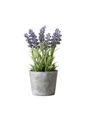Planters With Lavender, 4" Diameter & 10" Tall