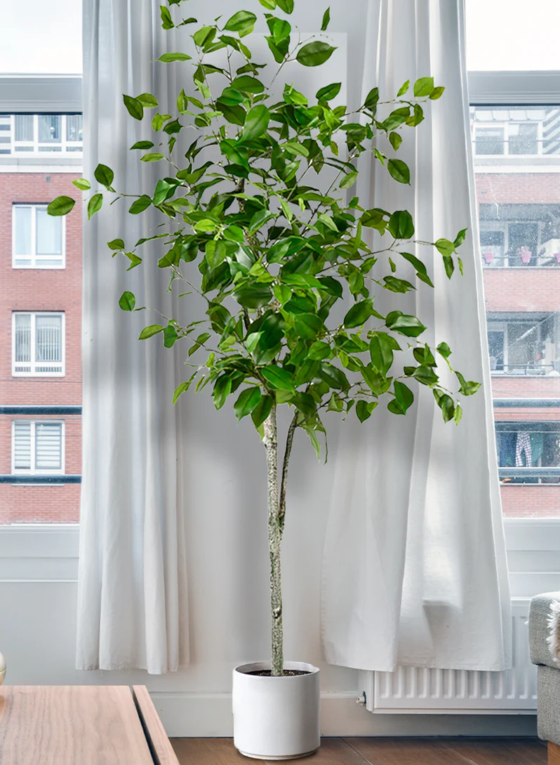 Faux Plants