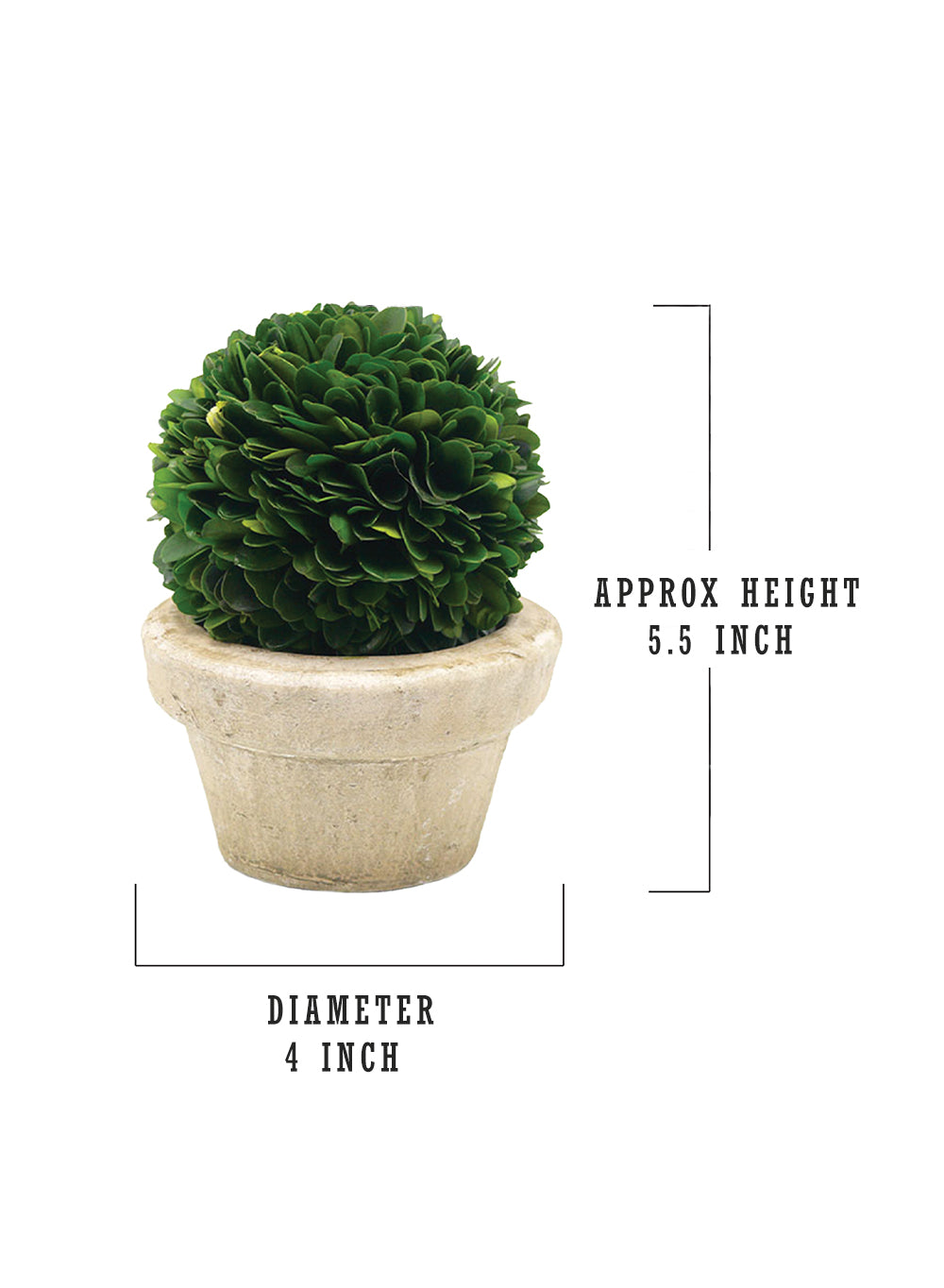 Preserved Boxwood Ball in a Pot, in 3 Sizes