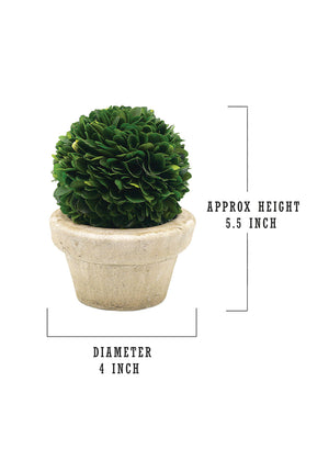 Preserved Boxwood Ball in a Pot, in 3 Sizes