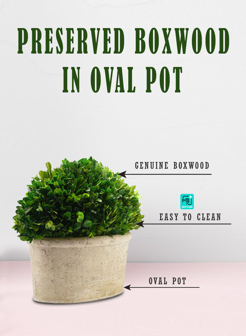 Preserved Boxwood Ball in a Pot, in 3 Sizes