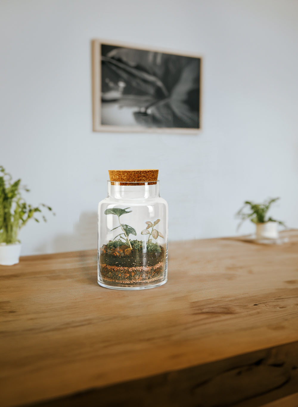 Terrarium Bottle Vase with Cork, in 4 Shapes