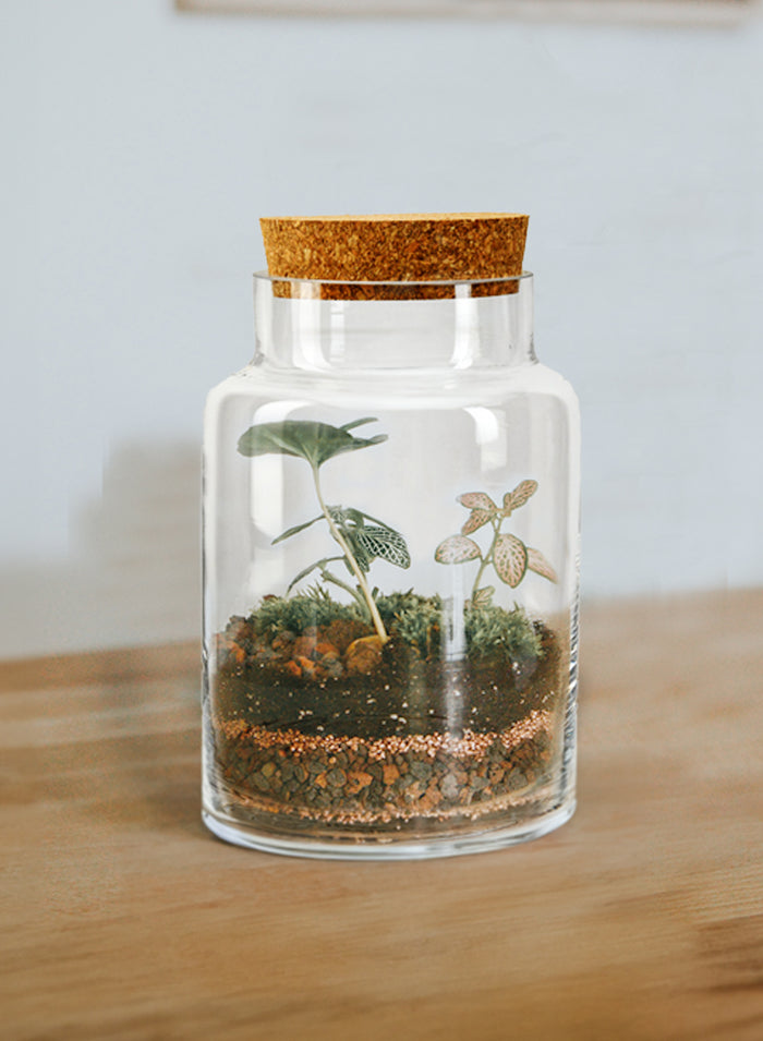 Terrarium Bottle Vase with Cork, in 4 Shapes