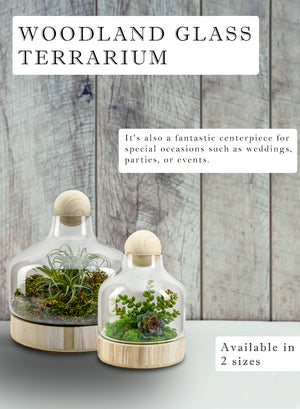 Woodland Glass Terrarium, in 2 Sizes