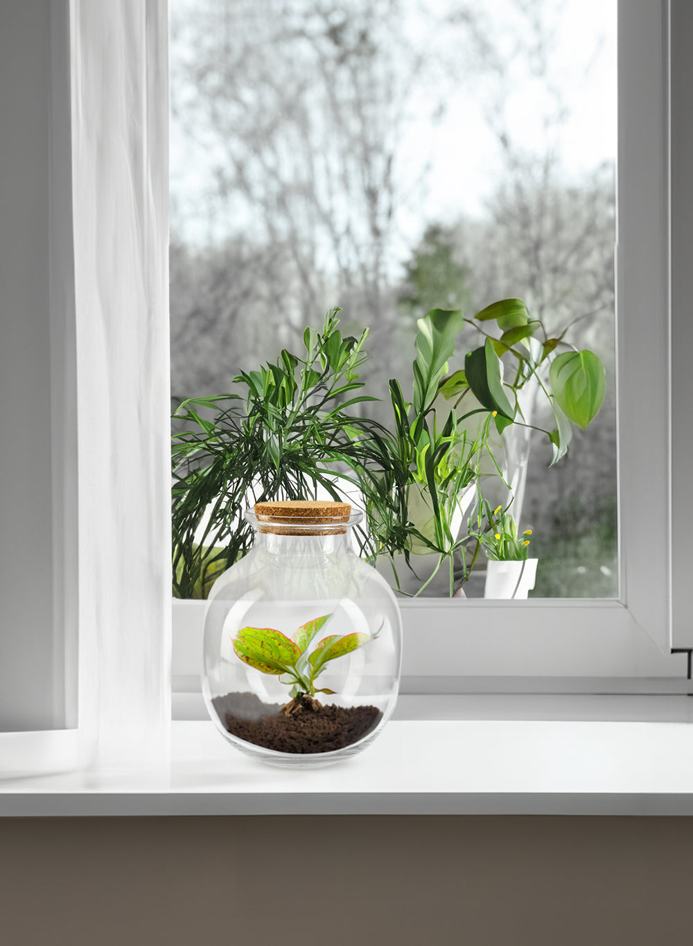 Terrarium Bottle Vase with Cork, in 4 Shapes