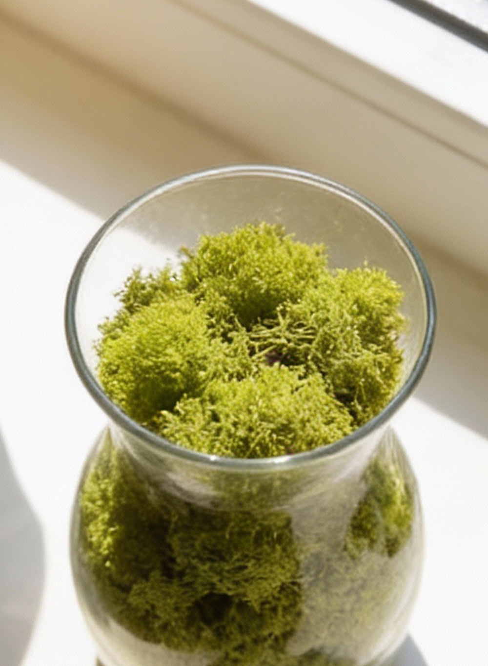 Preserved Reindeer Moss, 8 Ounce Bag