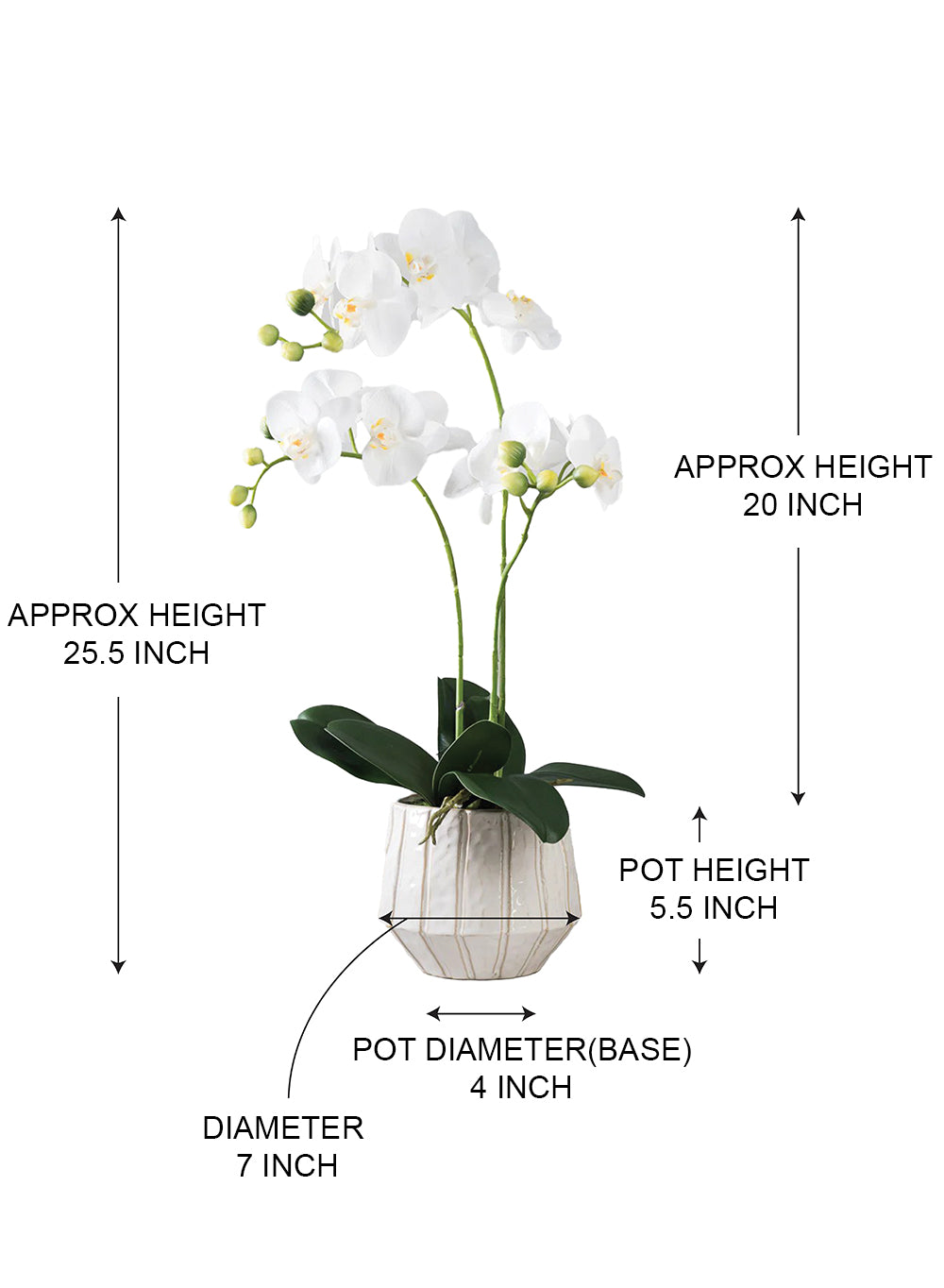 White Phalaenopsis Orchid in Ceramic Pot, 7" Diameter & 25.5" Tall
