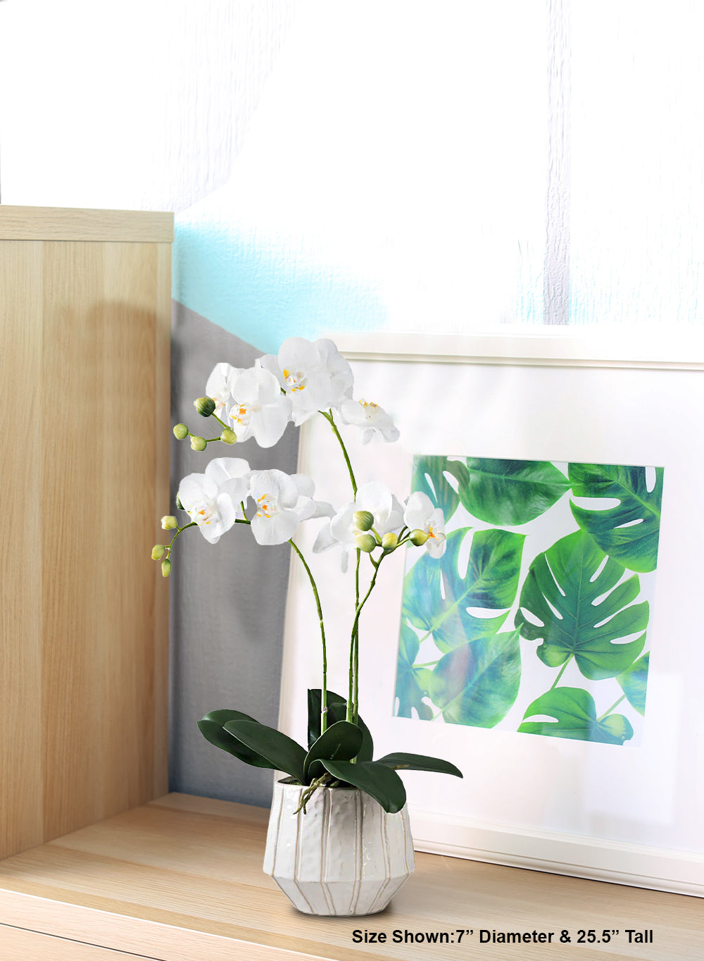 White Phalaenopsis Orchid in Ceramic Pot, 7" Diameter & 25.5" Tall