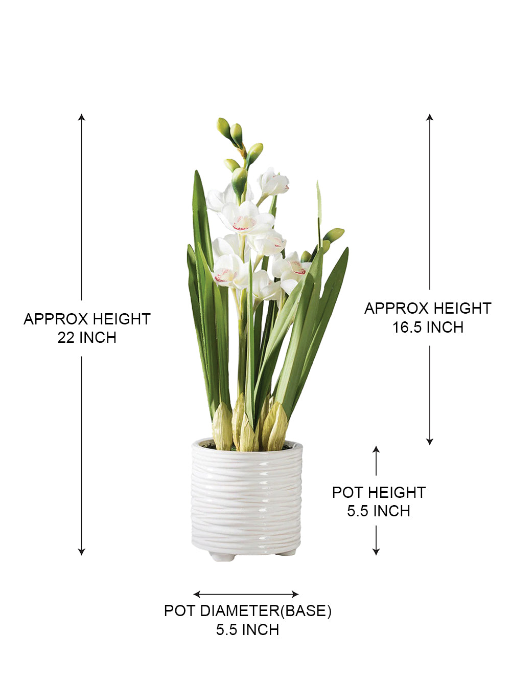 Lifelike White Orchid in Ribbed Ceramic Pot, 5.5" Diameter & 22" Tall